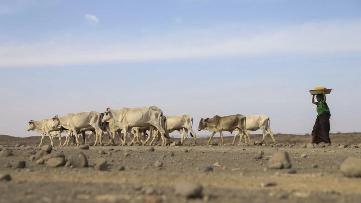 Semaine africaine du climat: «les 100 millions de dollars par an ne sont plus d’actualité»